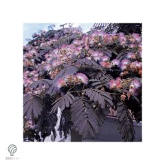   Bordólevelű selyemakác / Albizia julibrissin 'Summer Chocolate'