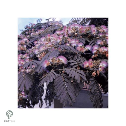 Bordólevelű selyemakác / Albizia julibrissin 'Summer Chocolate'