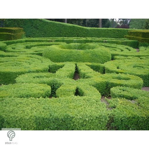 Sövénybuxus kiültetés