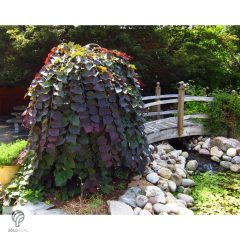  Bordó levelű csüngő júdásfa / Cercis canadensis 'Ruby Falls'  