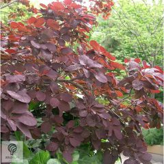   Bíbor cserszömörce / Cotinus coggygria 'Royal Purple'