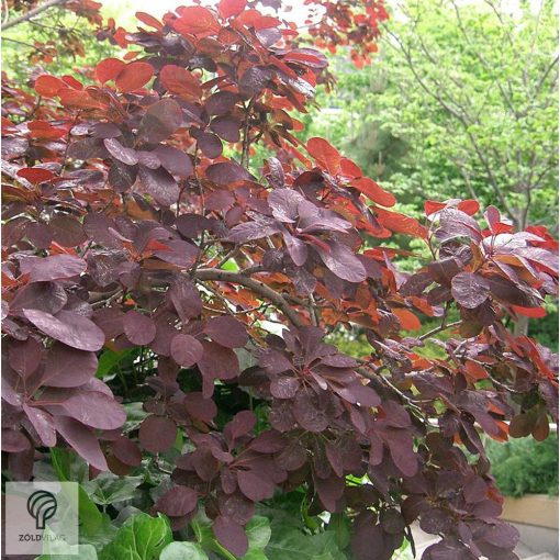 Bíbor cserszömörce / Cotinus coggygria 'Royal Purple'