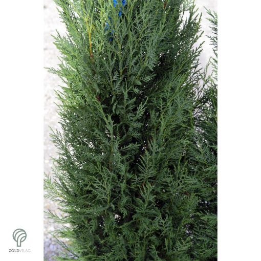 Pyramidalis oszlopos leyland ciprus konténerben