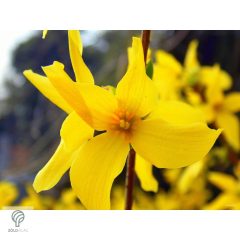   Beatrix Farrand kerti aranycserje / Forsythia x intermedia 'Beatrix Farrand'