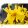 Beatrix Farrand kerti aranycserje / Forsythia x intermedia 'Beatrix Farrand'