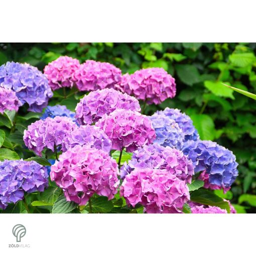 Bouquet Rose kerti hortenzia nyári virágzása