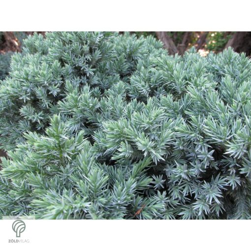 Blue Star nepáli törpe boróka habitus