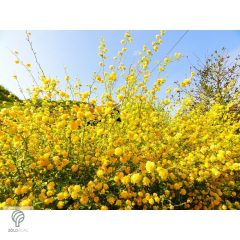 Boglárkacserje / Kerria japonica