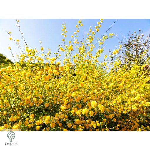 Boglárkacserje / Kerria japonica