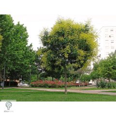 Bugás csörgőfa virágzása városi parkban