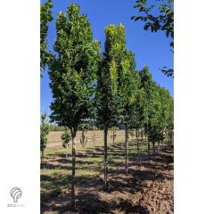 Oszlopos csörgőfa / Koelreuteria paniculata 