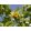 Amerikai tulipánfa / Liriodendron tulipifera  virágzó vessző