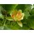 Amerikai tulipánfa / Liriodendron tulipifera virág