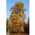 Amerikai tulipánfa / Liriodendron tulipifera őszi megjelenése