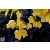Amerikai tulipánfa / Liriodendron tulipifera őszi levelei