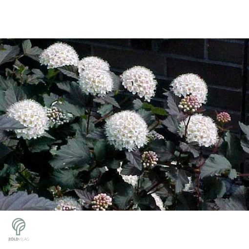 Diabolo vöröslevelű hólyagvessző / Physocarpus opulifolius 'Diabolo'