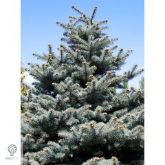 Glauca ezüstfenyő habitus