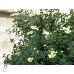 Cserjés pimpó / Potentilla fruticosa Sp. 