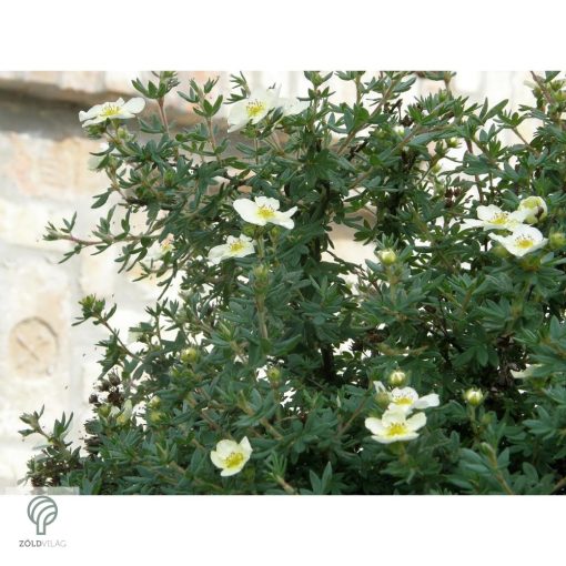 Cserjés pimpó / Potentilla fruticosa Sp. 