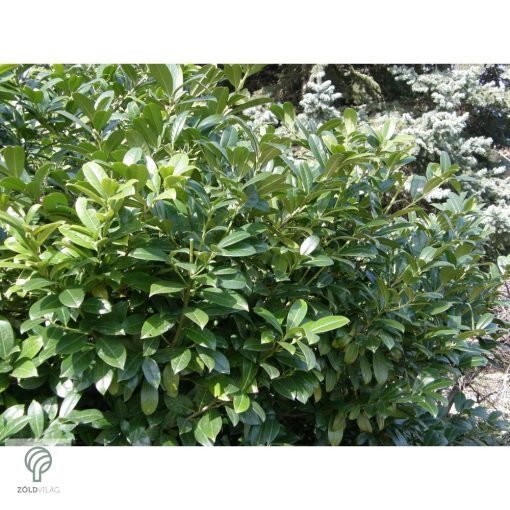 Sipka babérmeggy habitus