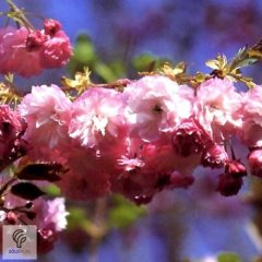   Pink Perfection japán díszcseresznye / Prunus serrulata 'Pink Perfection' - virágzásban lenyűgözően csodálatos