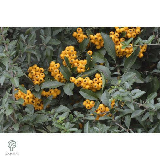 Golden Charmer tűztövis / Pyracantha coccinea 