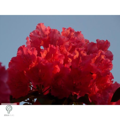 Havasszépe / rododendron | piros rododendron - Markeeta's Price