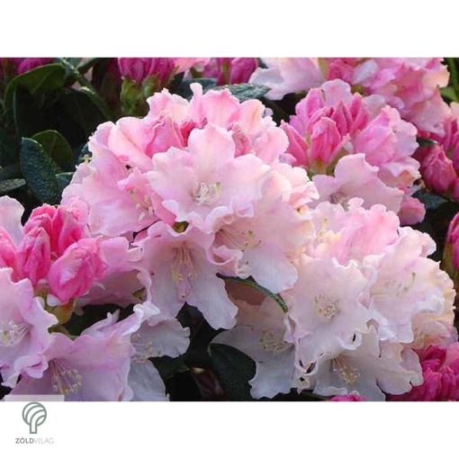 Havasszépe / Rhododendron | púder rózsaszín rododendron - Dreamland