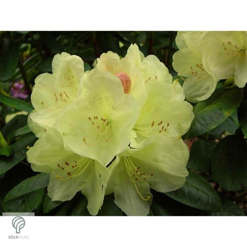 Havasszépe / Rhododendron | sárga rododendron - Ehrengold 
