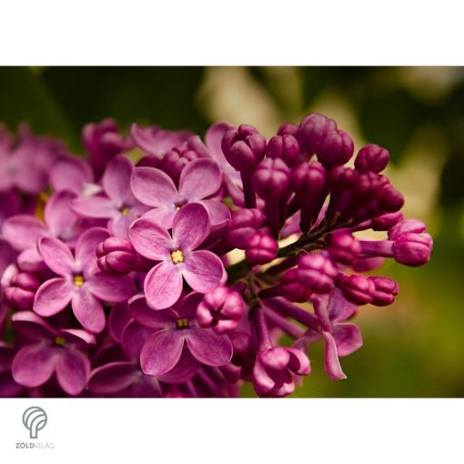 Bíbor vagy bordó virágú orgona / Syringa vulgaris Sp.