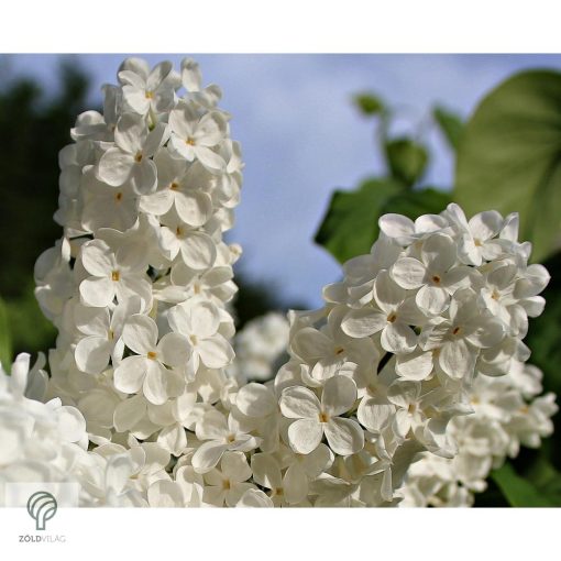 Fehér virágú orgona / Syringa vulgaris Sp.