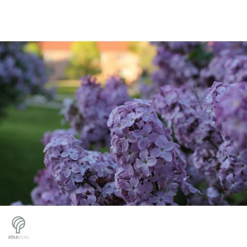 Kék virágú orgona / Syringa vulgaris Sp.