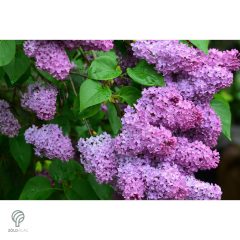 Májusi orgona / Syringa vulgaris Sp.