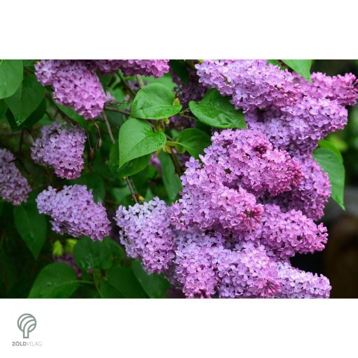Májusi orgona / Syringa vulgaris Sp.