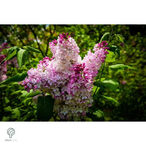 Rózsaszín virágú orgona / Syringa vulgaris Sp.