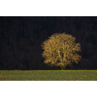 Lombhullató díszfáink