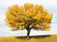 season-osz