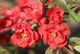 Chaenomeles-japonica-red-joy-virag