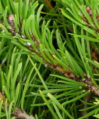 Pinus-mugo-var-mughus-torpefenyo