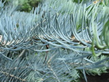 abies-concolor-violaceae-kolorado-fenyo