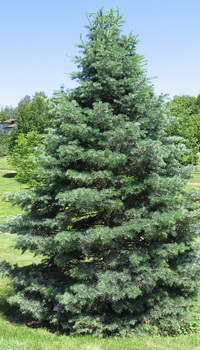 abies-concolor_kolorado-fenyo