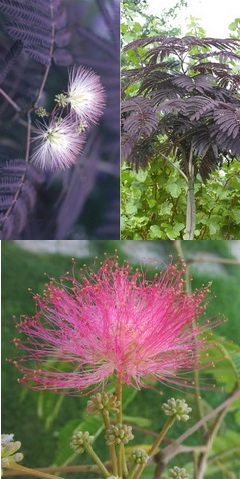 albizia-julibrissin-es-summer-chocolate