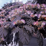 albizia-julibrissin-summer-chocolate