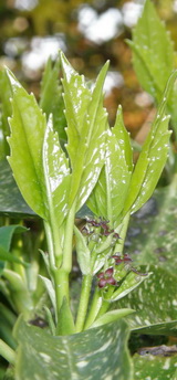 aucuba-japonica_japan-babersom-virag