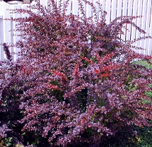 berberis-thunbergii-atropurpurea_japan-verborbolya