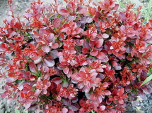 Bagatelle berberis-thunbergii-bagatelle-verborbolya