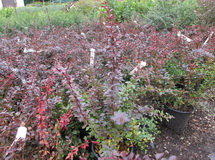 Carmen berberis-thunbergii-carmen-verborbolya