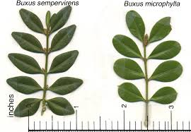 Formázott buxusok buxus-microphylla-level-abra