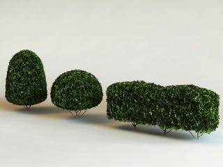 buxus-formazasok-bukszus