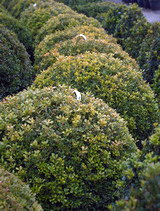 Rococo bukszus buxus-microphylla-rococo-bukszus